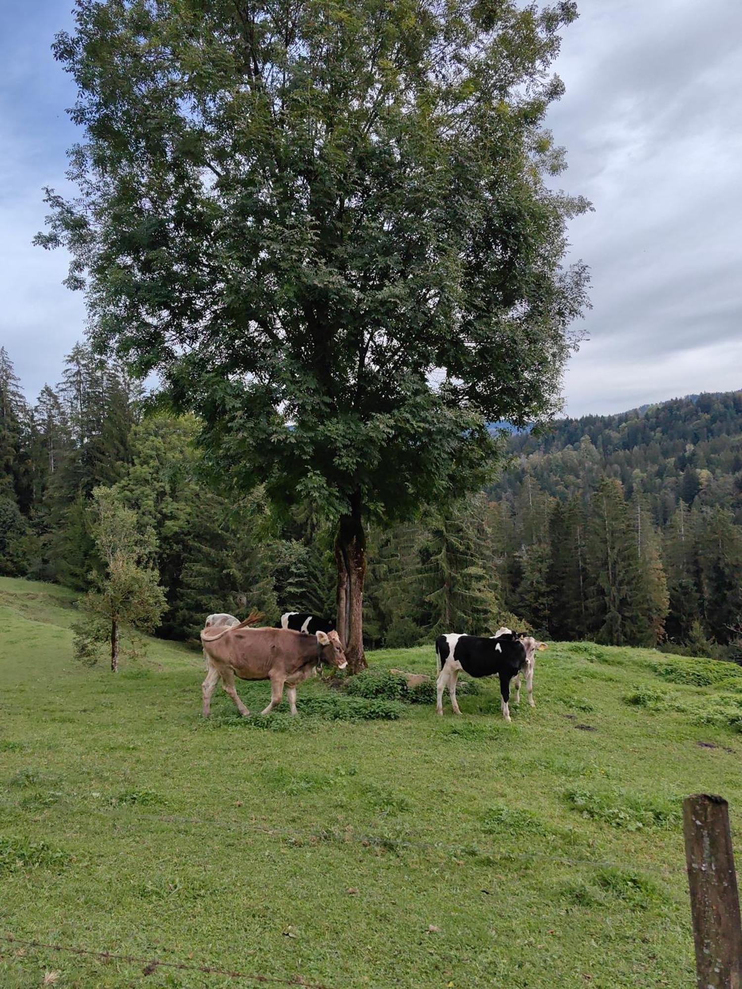 Voegelhof * Doren